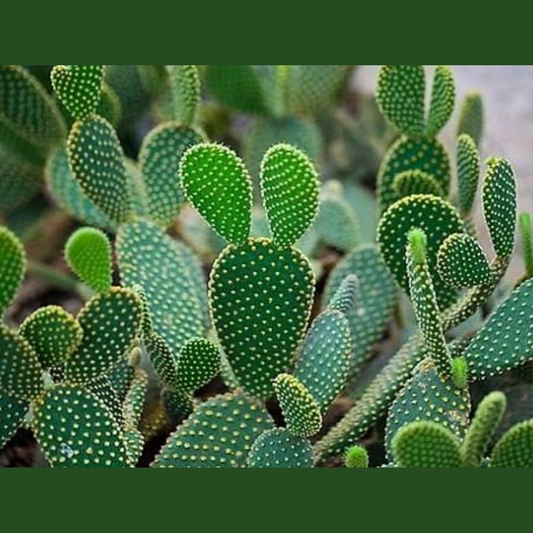 Do you only know aloe vera? Cactus takes you away from dry skin